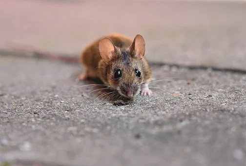 Mice Trap