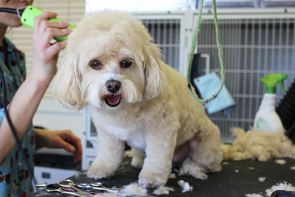 Pet grooming fort lauderdale 