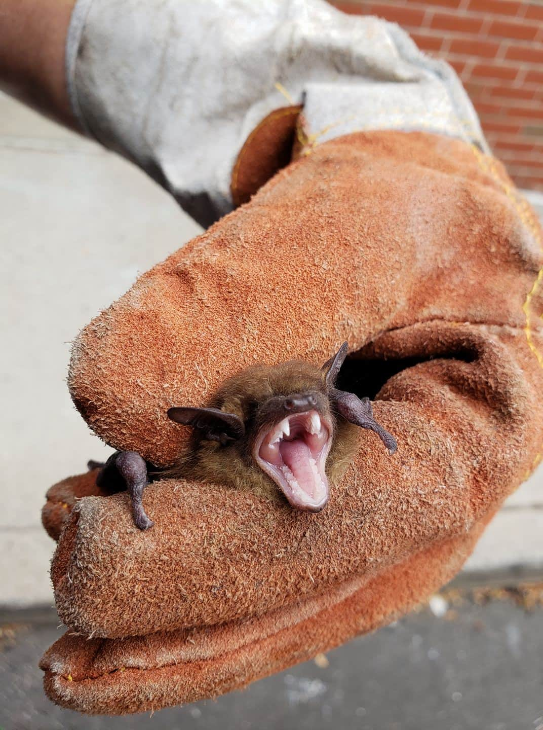 Austin Bat Removal