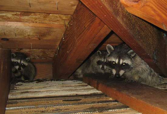 Treasure-Coast Raccoon Removal