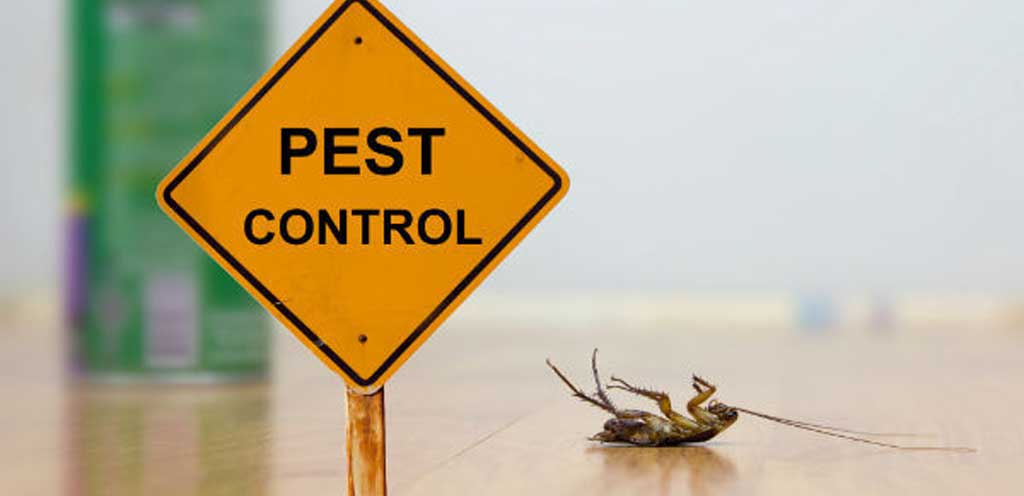 Pest and Termites Treatment