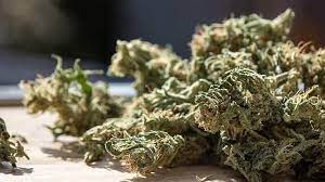 Cannabis Weed 
