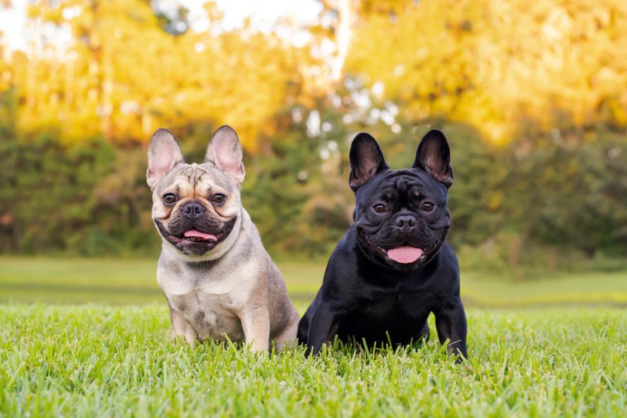 Rope French Bulldogs