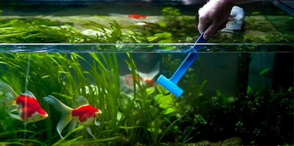 Aquarium Cleaning Services